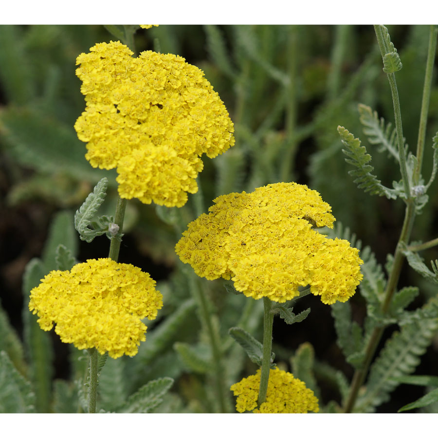 Achillea clypeolata&nbsp;'Moonshine' Cickafark