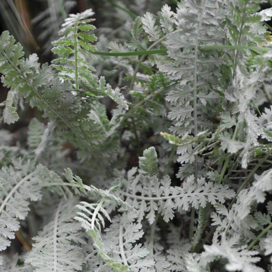 Cickafark Achillea clypeolata&nbsp;'Moonshine'