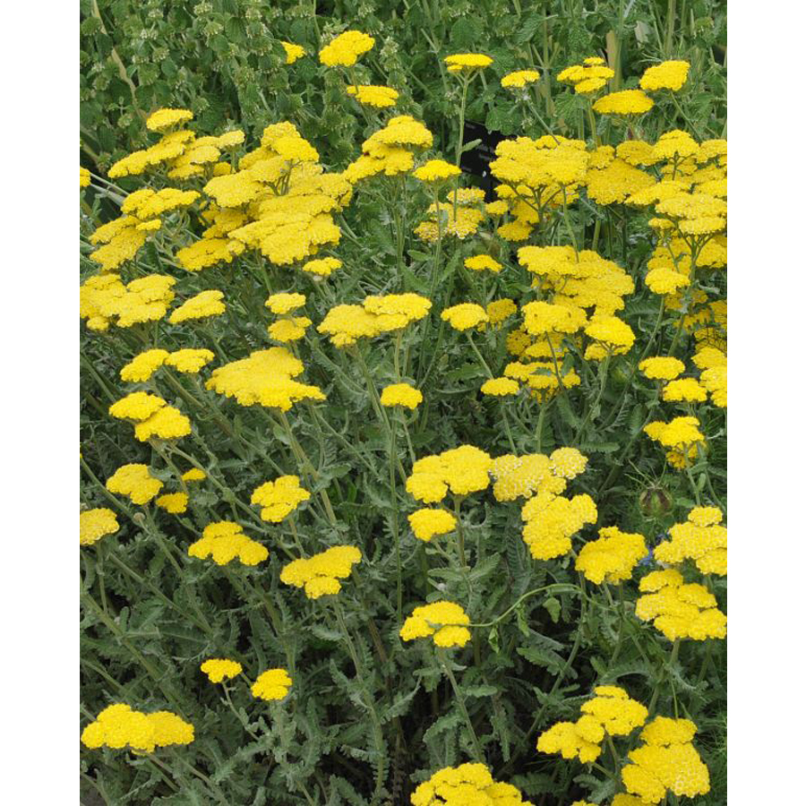 Cickafark Achillea clypeolata&nbsp;'Moonshine'