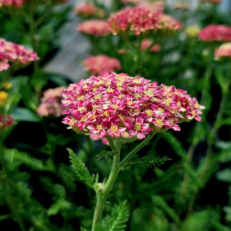 Achillea millefolium 'Desert Eve Deep Rose' Cickafark