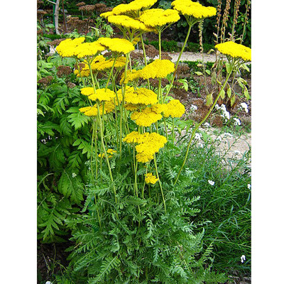 Achillea filipendulina 'Cloth of Gold' Jószagú cickafark