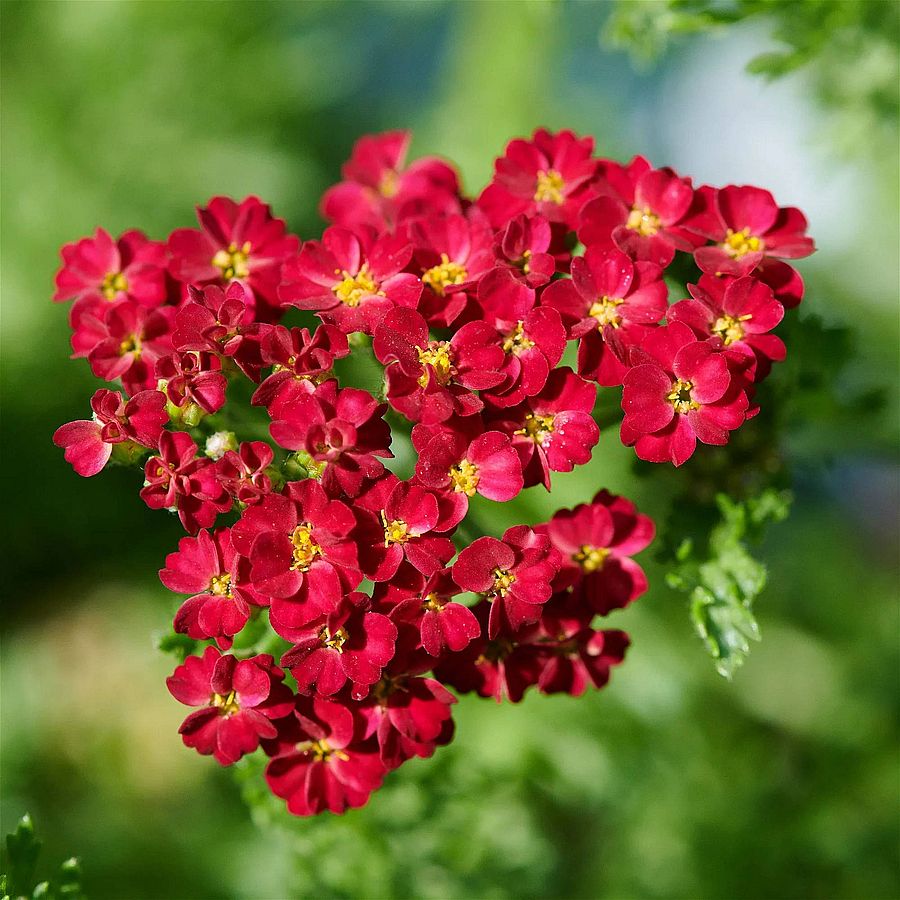 Achillea millefolium 'Desert Eve Red' Cickafark