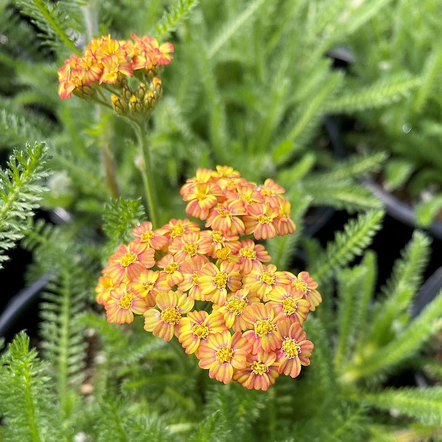 Cickafark Achillea millefolium 'Desert Eve Terracotta'