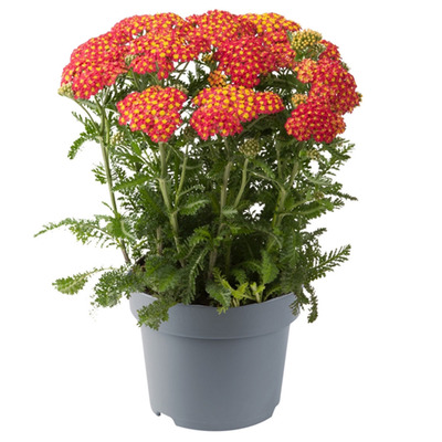 Achillea millefolium 'Milly Rock Cherry' Cickafark
