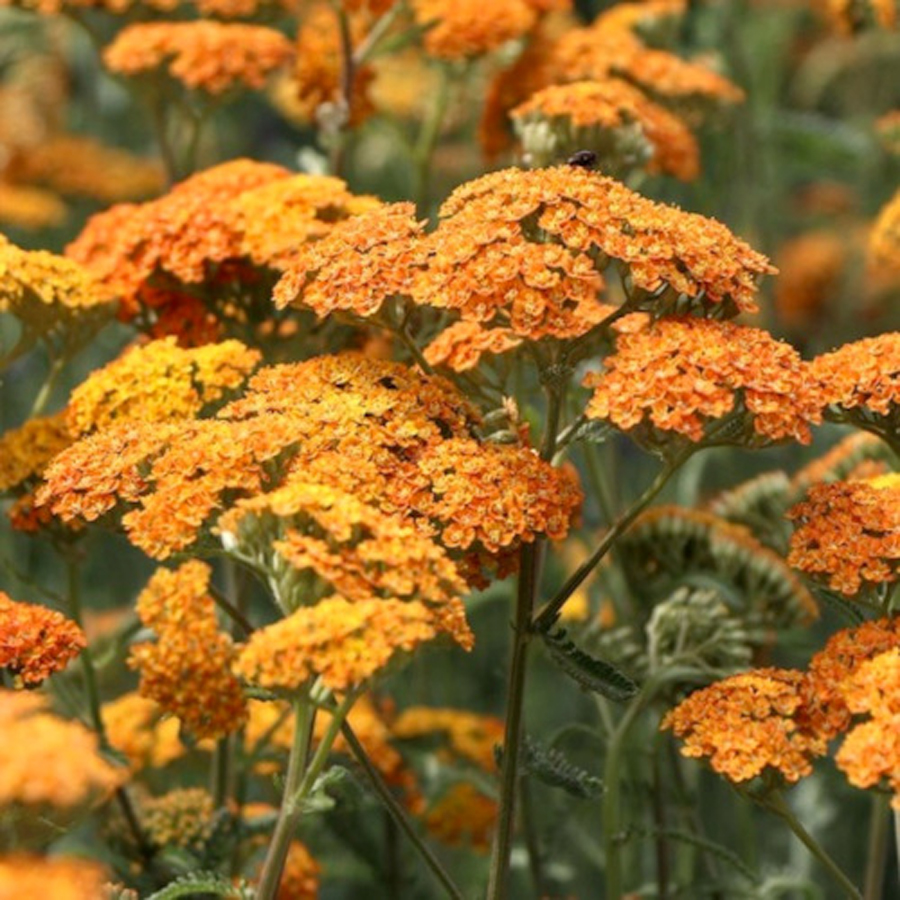 Achillea millefolium 'Milly Rock Yellow Terracotta' Cickafark