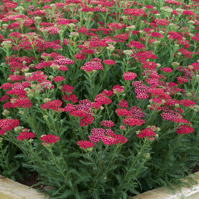 Achillea millefolium 'New Vintage Red' Cickafark