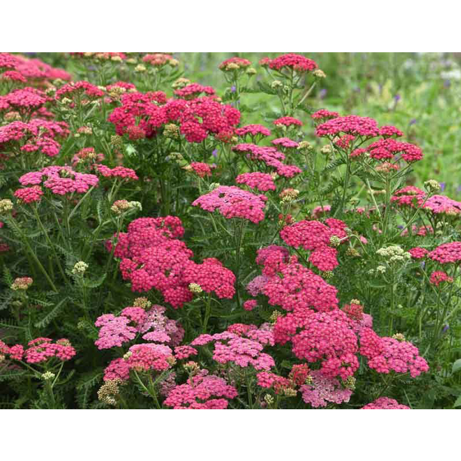 Achillea millefolium 'New Vintage Rose' Cickafark