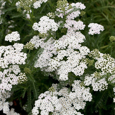Achillea millefolium 'New Vintage White' Cickafark