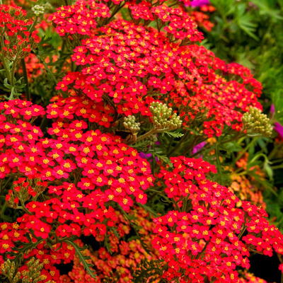 Achillea millefolium 'Paprika' Cickafark