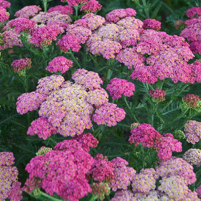 Achillea millefolium hibrid 'Sassy Summer Taffy' Cickafark