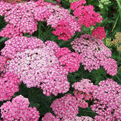 Achillea millefolium 'Saucy Seduction' Cickafark