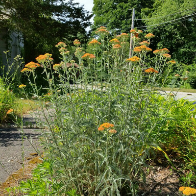 Achillea millefolium 'Terracotta' Cickafark