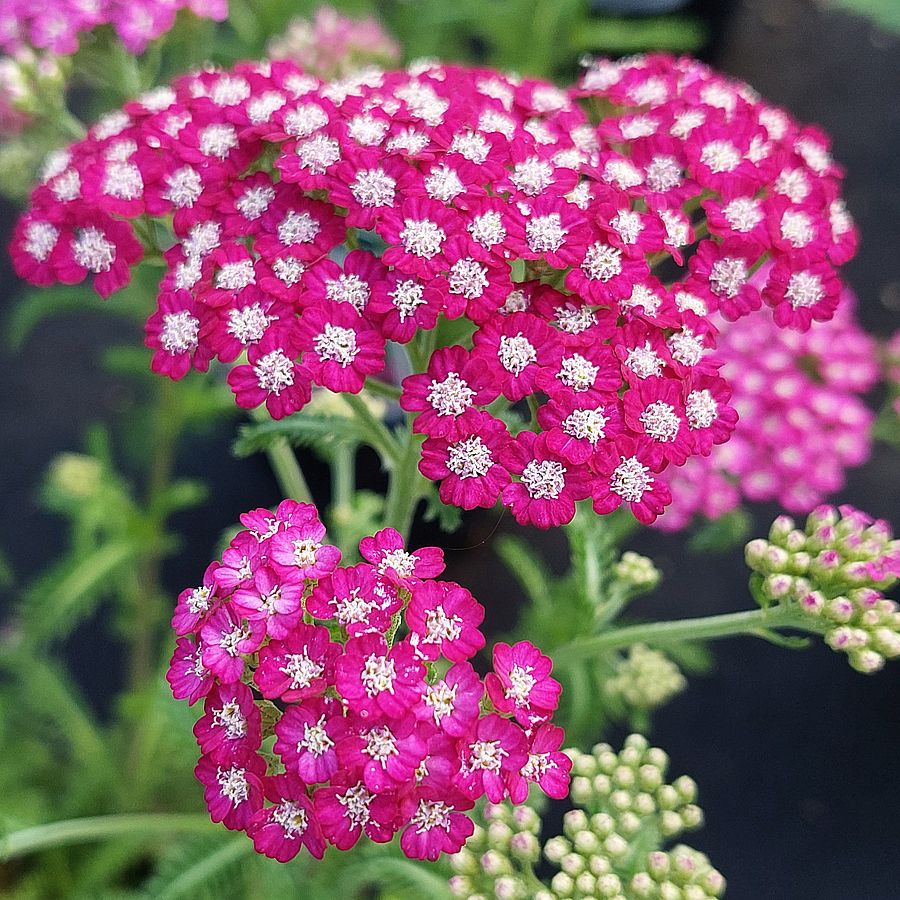 Achillea millefolium 'Tutti Frutti Pink Grapefruit' Cickafark