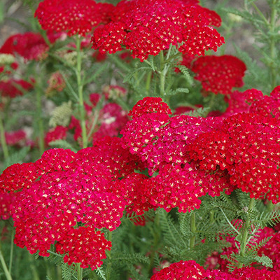 Achillea millefolium 'Tutti Frutti Pomegranate' Cickafark