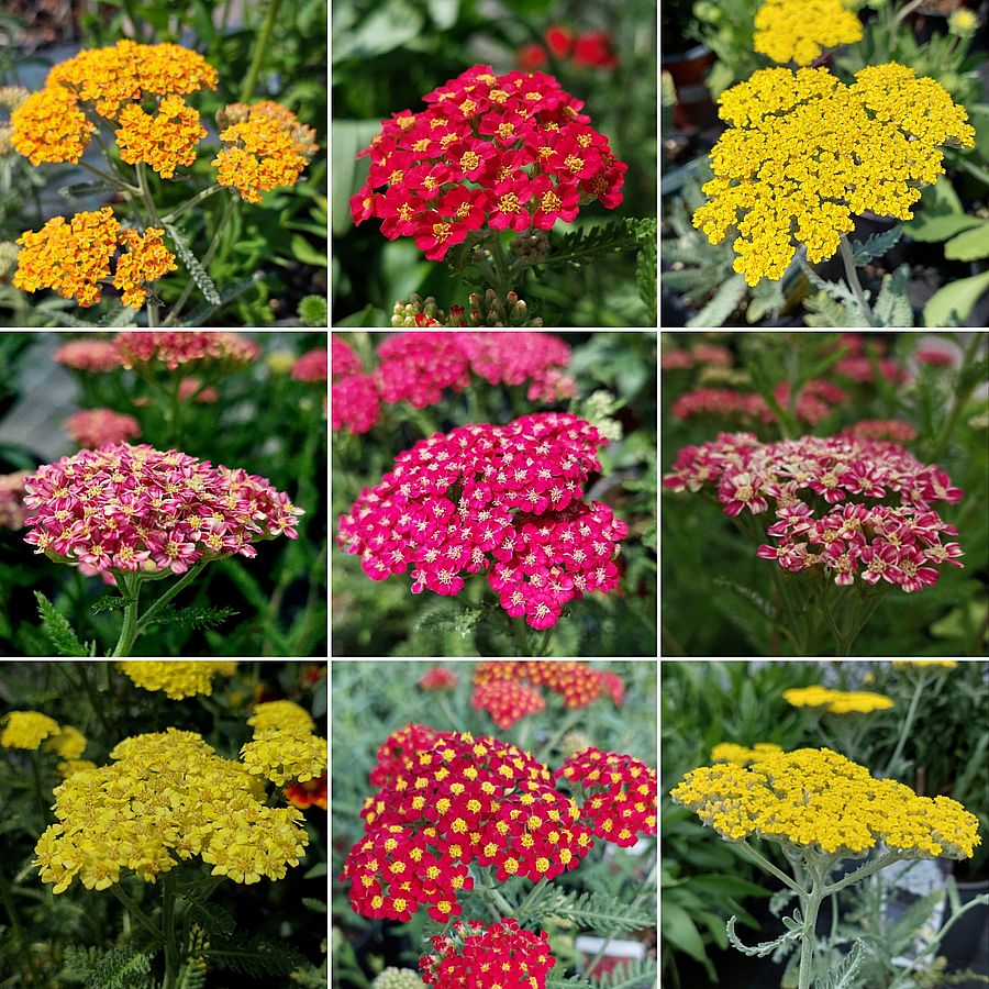 Achillea millefolium mix Cickafark fajták