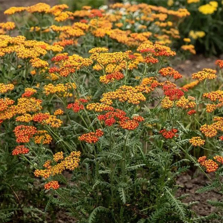 Achillea 'Safran' Cickafark
