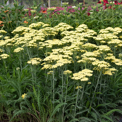 Achillea millefolium 'Sunny Seduction' Cickafark