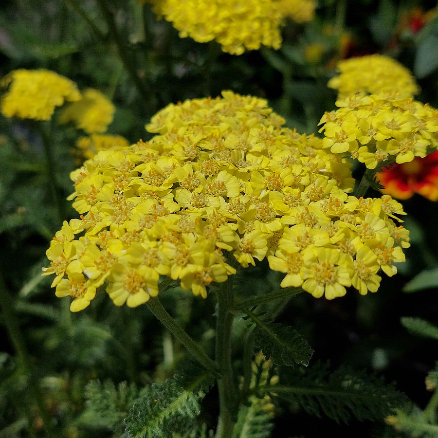 Achillea millefolium 'Desert Eve Light Yellow' Cickafark