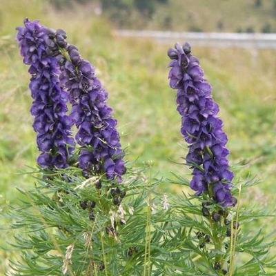 Aconitum carmichaelii&nbsp;'Arendsii' Őszi sisakvir&aacute;g
