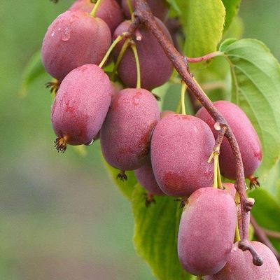 Actinidia arguta 'Ken's Red' Kivi Piros mini termő