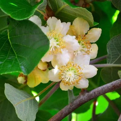 Actinidia arguta 'Weiki' Mini kivi porz&oacute;s