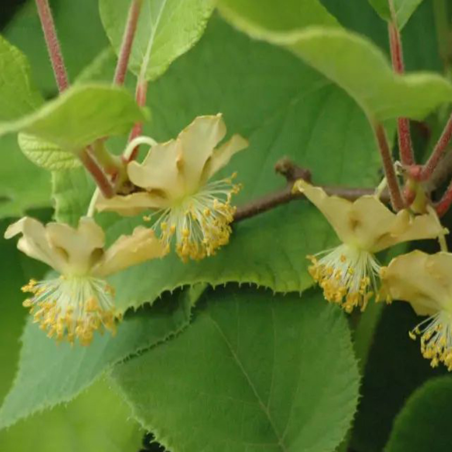 Actinidia deliciosa 'Early Male' Kivi porz&oacute;s