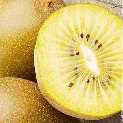 Actinidia deliciosa 'Golden Delight' Kivi termős