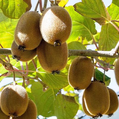 Actinidia deliciosa 'Solissimo' Kivi Öntermékeny