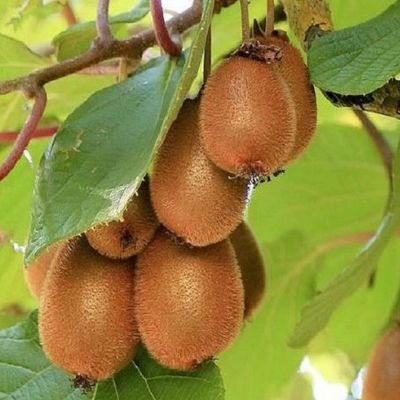 Actinidia deliciosa 'Solo' Kivi &Ouml;nterm&eacute;keny