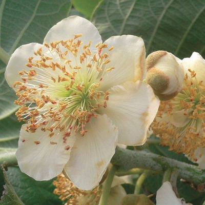 Actinidia deliciosa 'Tomuri' Kivi porzós