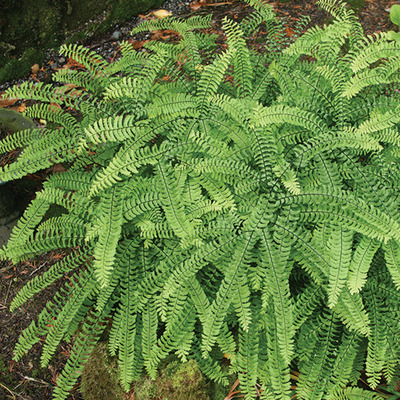 Adiantum pedatum 'Imbricatum' V&eacute;nuszfodorka