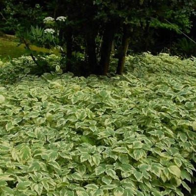 Aegopodium podagraria 'Variegata' Podagrafű