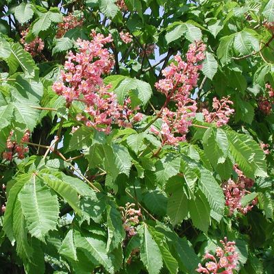 Aesculus carnea 'Briotii' Piros virágú vadgesztenye
