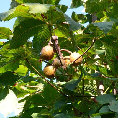 Piros virágú vadgesztenye Aesculus carnea 'Briotii'