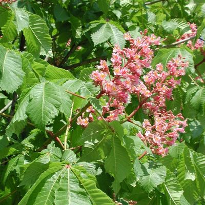 Piros virágú vadgesztenye Aesculus carnea 'Briotii'