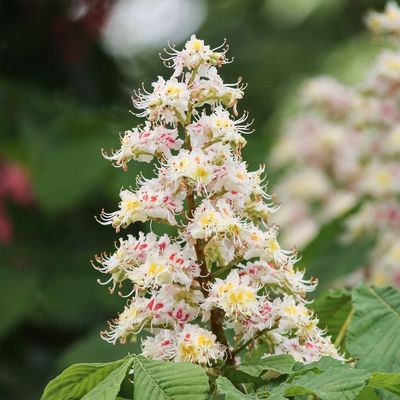 Aesculus hippocastanum Vadgesztenye