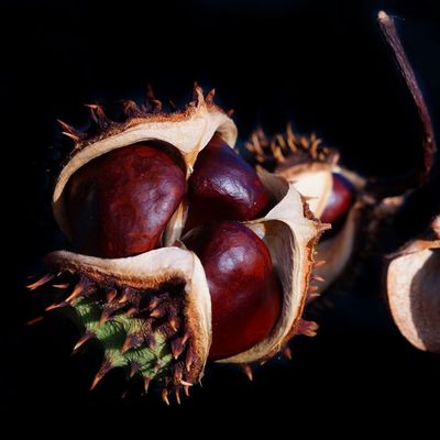 Vadgesztenye Aesculus hippocastanum