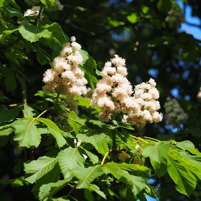 Aesculus hipposastanum 'Baumannii' Teltvir&aacute;g&uacute; vadgesztenye