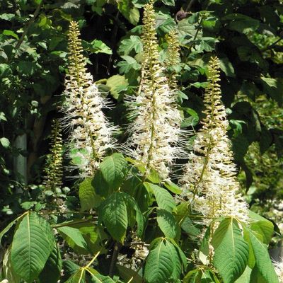 Aesculus parviflora Cserjés vadgesztenye