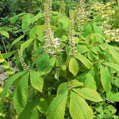 Cserjés vadgesztenye Aesculus parviflora