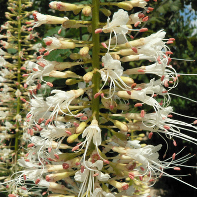 Cserjés vadgesztenye Aesculus parviflora