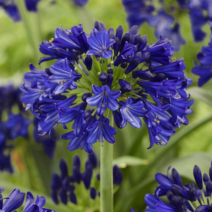 Szerelemvir&aacute;g Agapanthus africanus 'Everpanthus Midnight Sky'