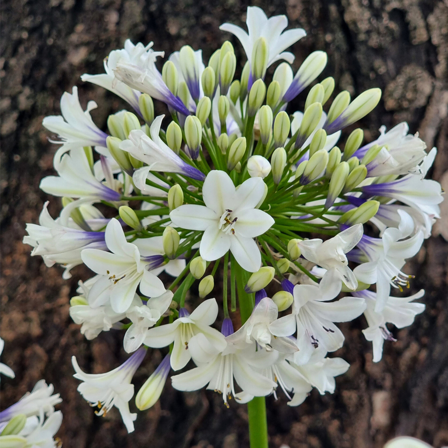 Szerelemvir&aacute;g Agapanthus africanus 'Everpanthus Sparkle'