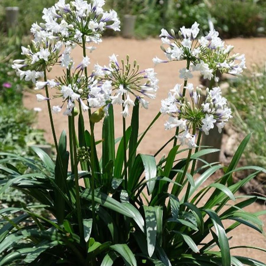 Szerelemvir&aacute;g Agapanthus africanus 'Everpanthus Sparkle'
