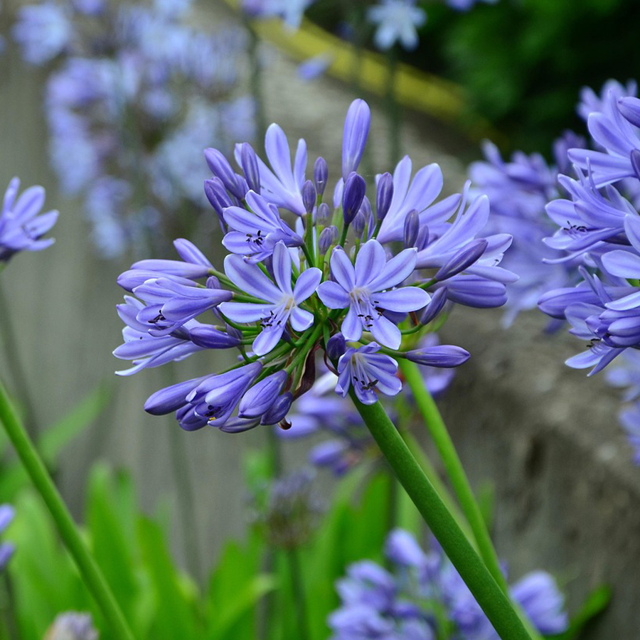 Szerelemvir&aacute;g Agapanthus africanus 'Pitchoune Blue'