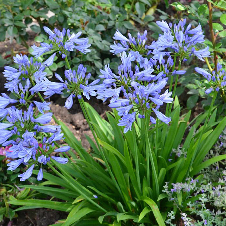 Szerelemvir&aacute;g Agapanthus africanus 'Pitchoune Blue'