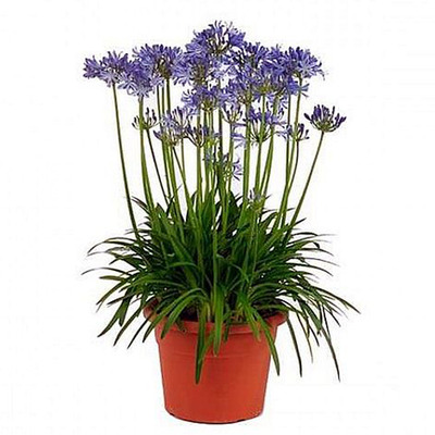 Szerelemvirág Agapanthus africanus