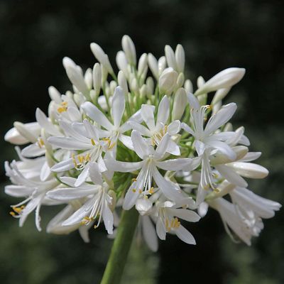 Agapanthus africanus 'Albus' Szerelemvirág