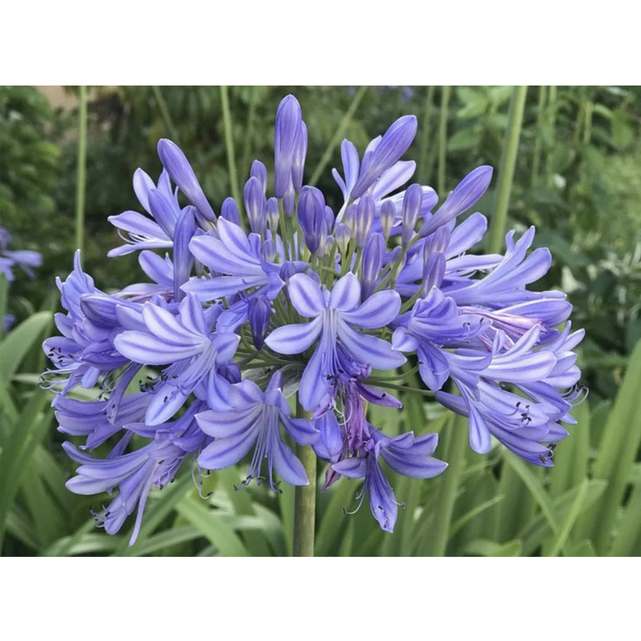 Agapanthus africanus 'Azureum' Szerelemvirág