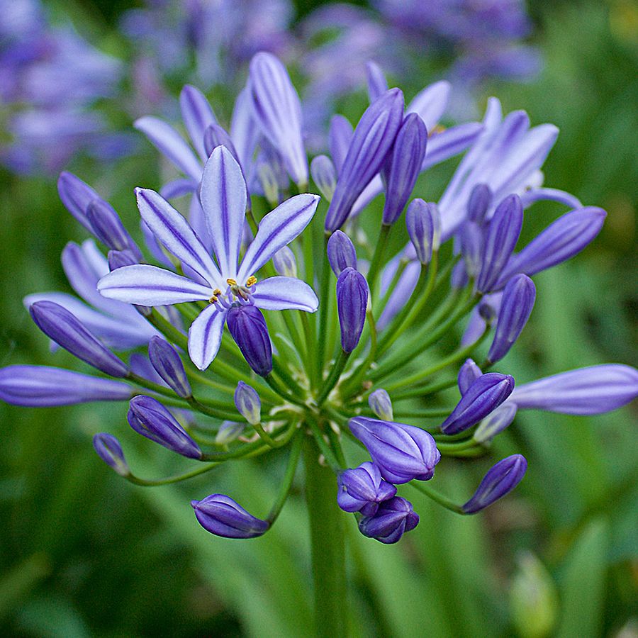 Agapanthus africanus 'Charlotte' Szerelemvirág